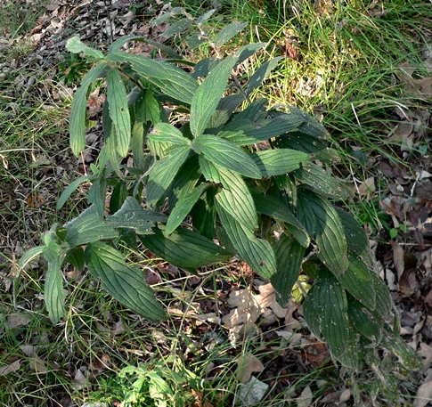 {Lithospermum occidentale}